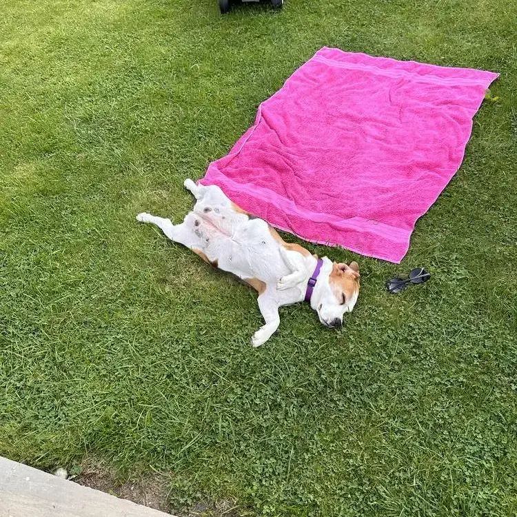Beagle