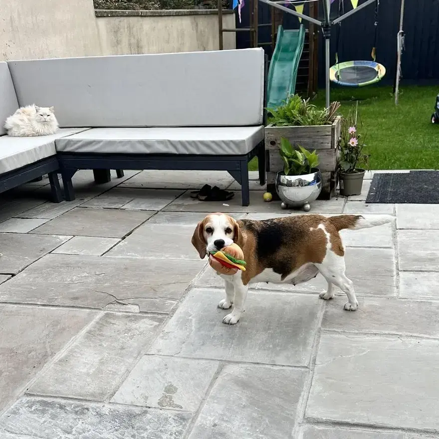 Beagle