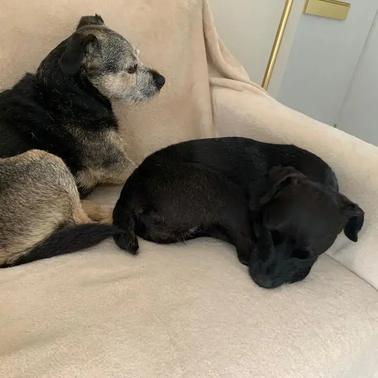 Border Terrier