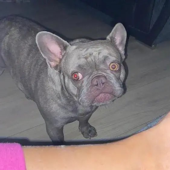 French Bulldog