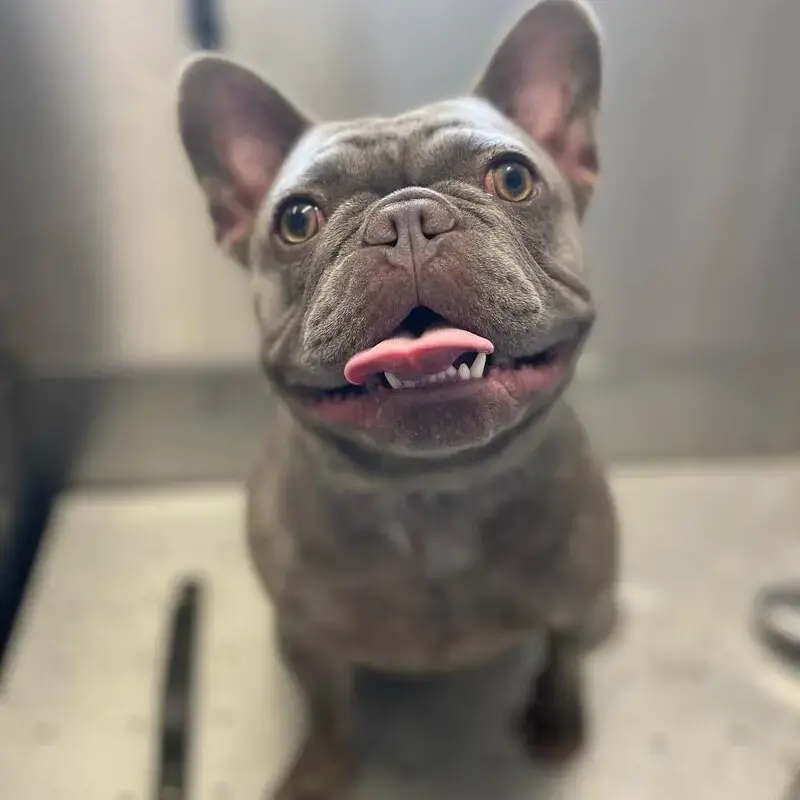 French Bulldog
