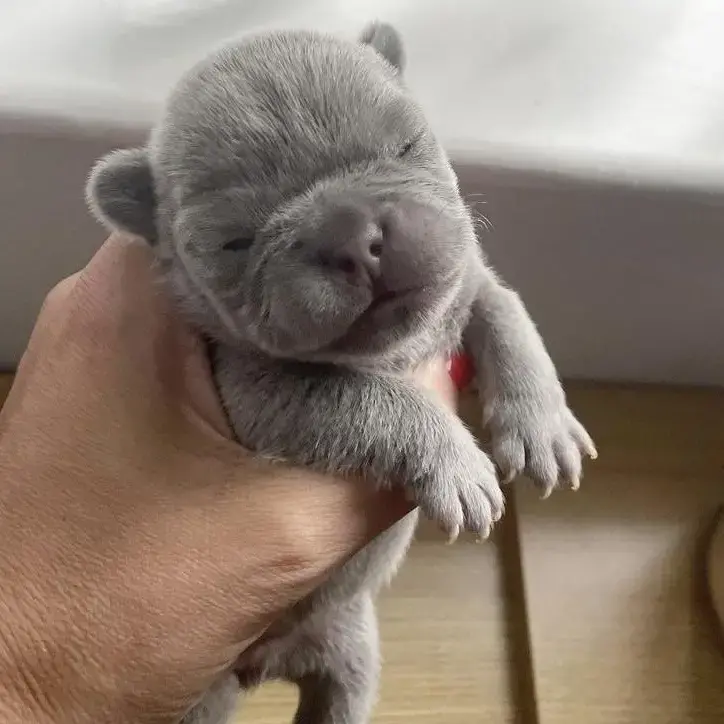 French Bulldog