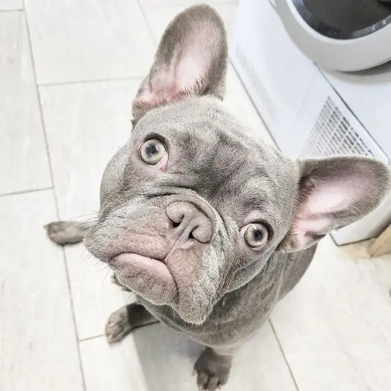 French Bulldog