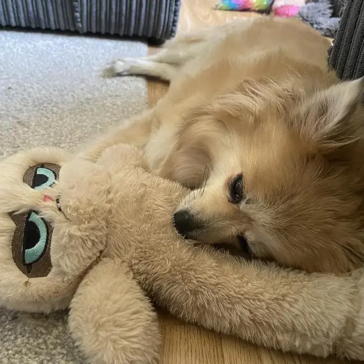 Pomeranian