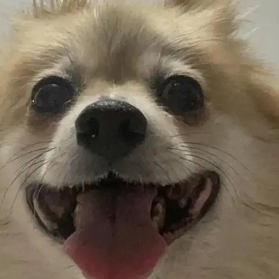 Pomeranian