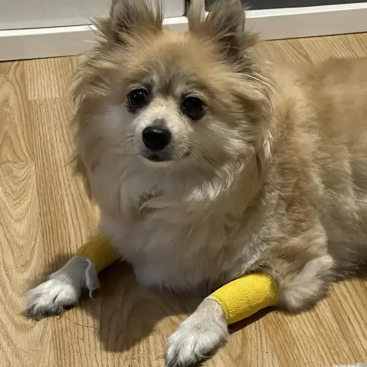 Pomeranian
