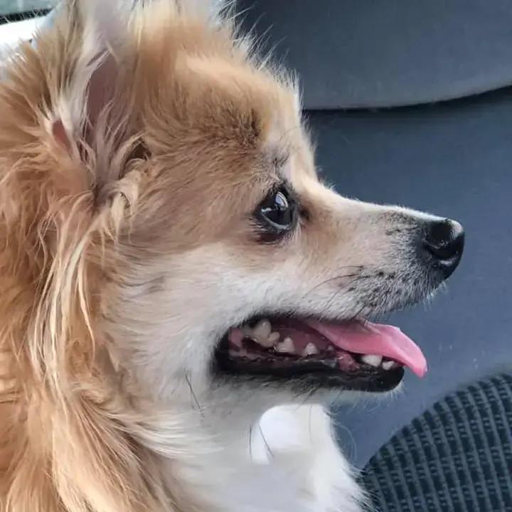 Pomeranian