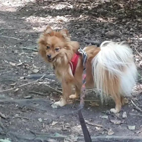 Pomeranian