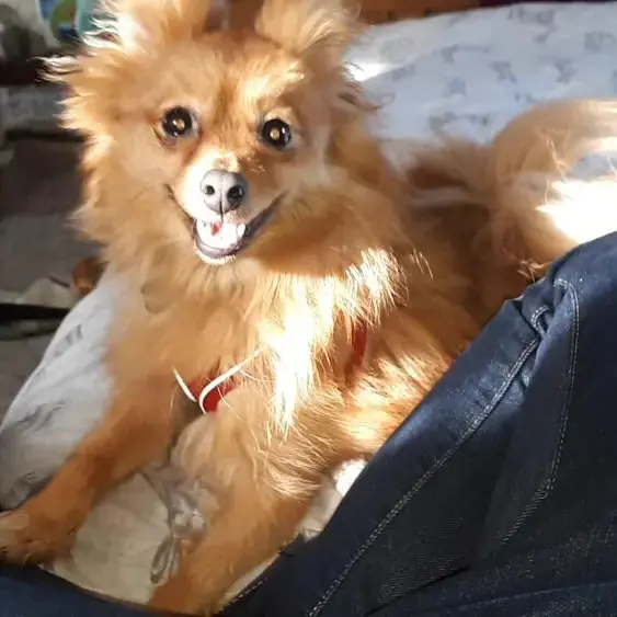Pomeranian