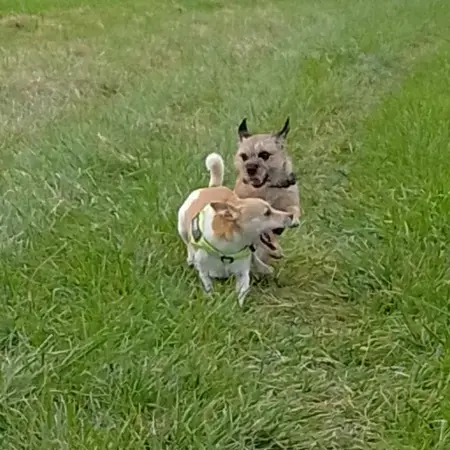 Jack Russell Terrier