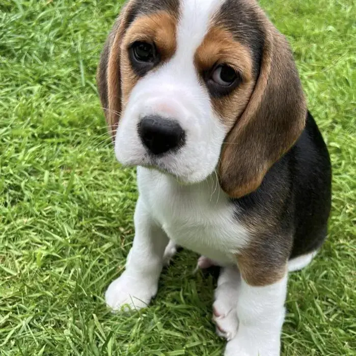 Beagle