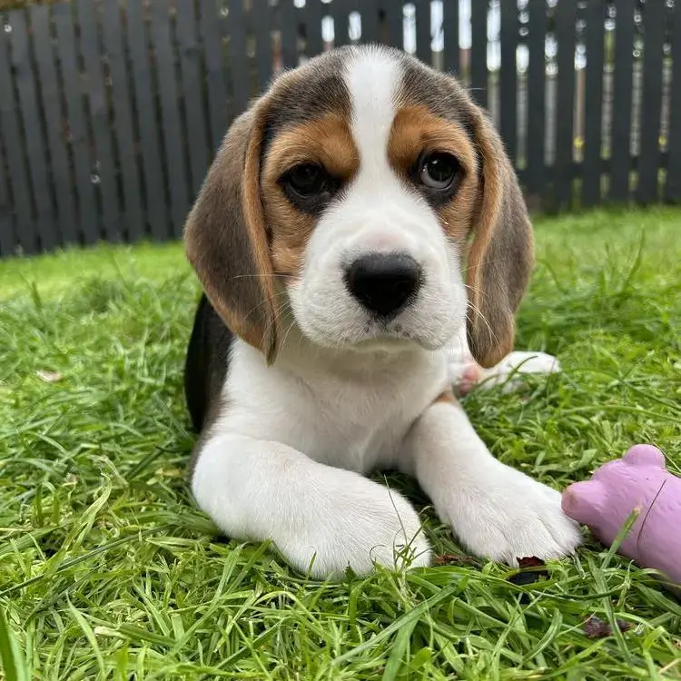 Beagle