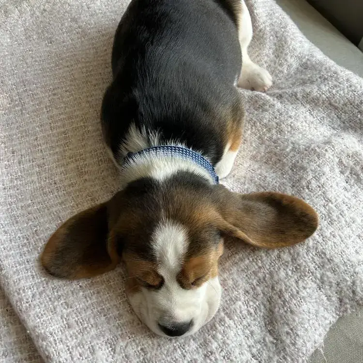 Beagle