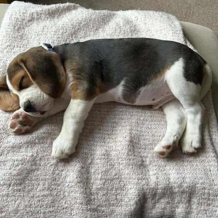 Beagle