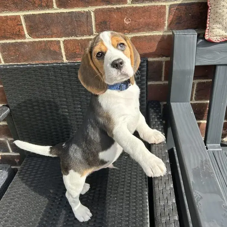 Beagle