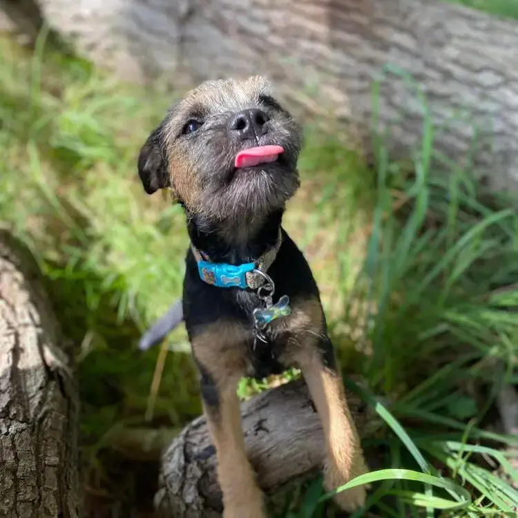 Border Terrier