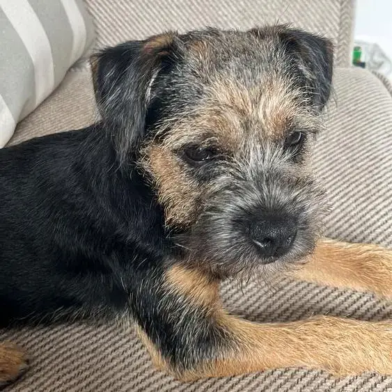 Border Terrier