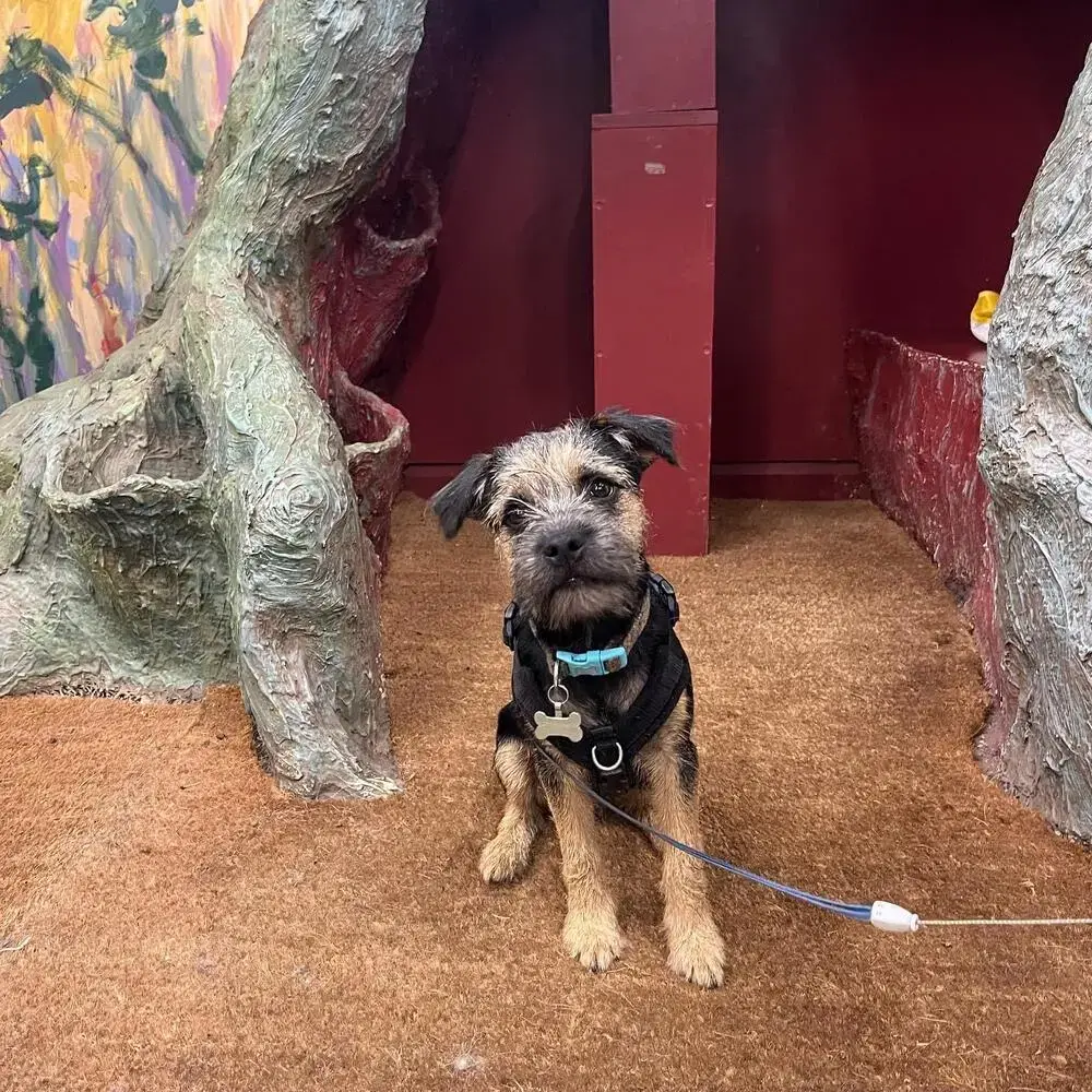 Border Terrier