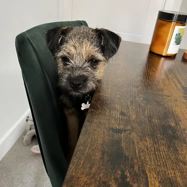 Border Terrier
