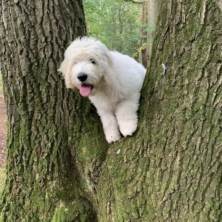 Goldendoodle
