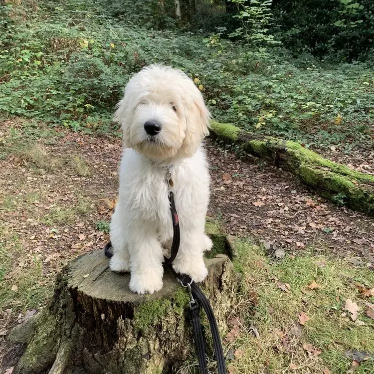 Goldendoodle