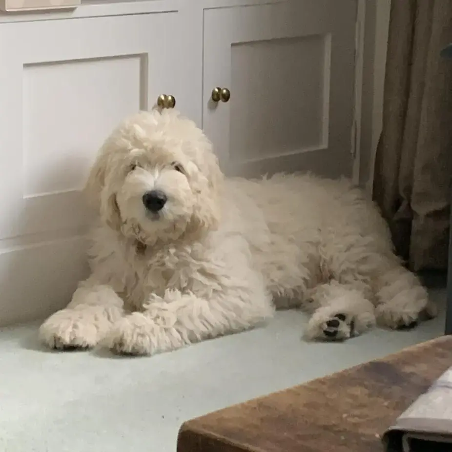 Goldendoodle