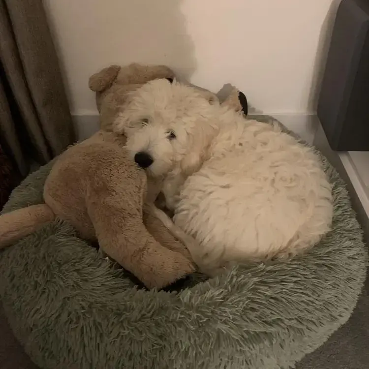 Goldendoodle