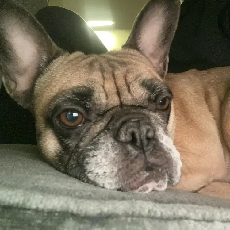French Bulldog