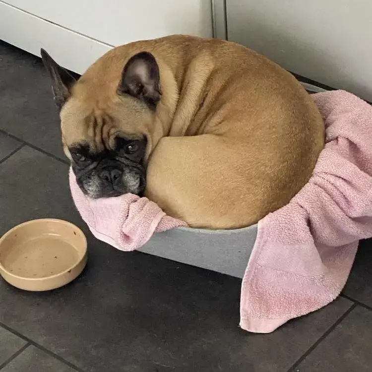 French Bulldog