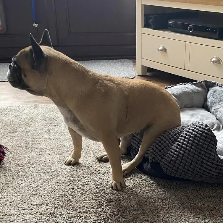 French Bulldog