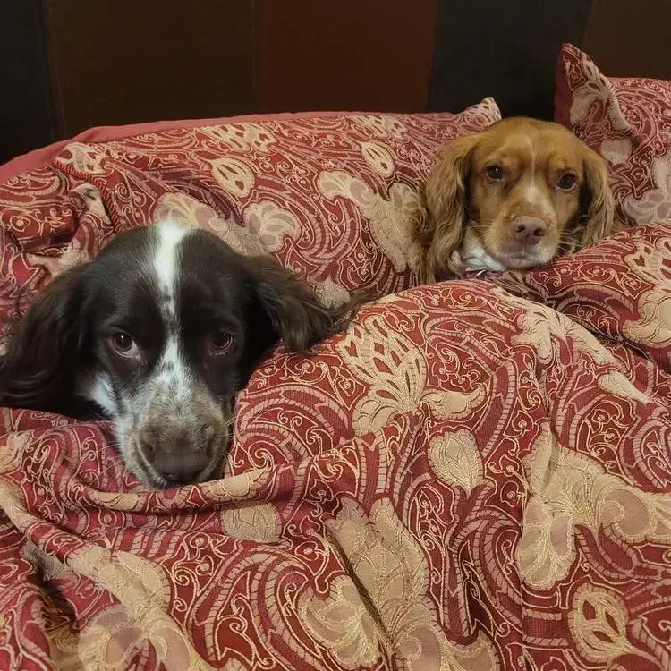 English Springer Spaniel