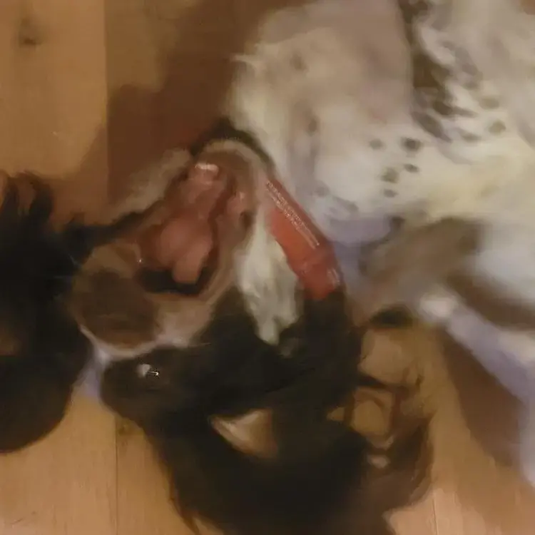 English Springer Spaniel