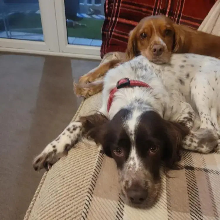 English Springer Spaniel