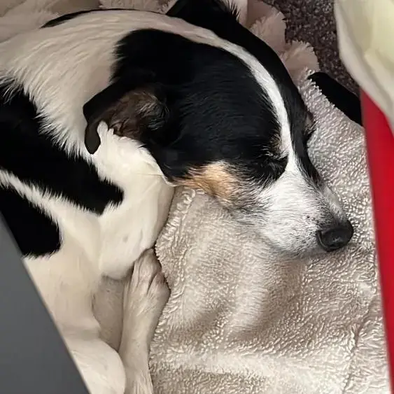 Jack Russell Terrier