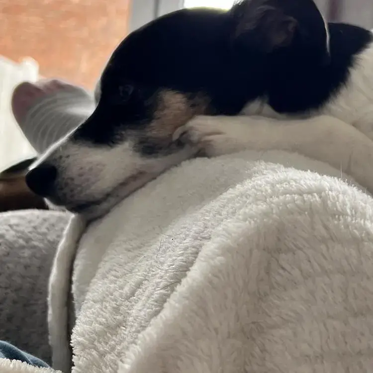 Jack Russell Terrier