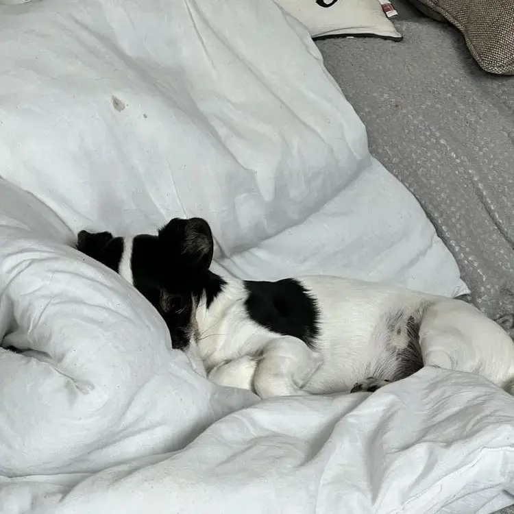 Jack Russell Terrier