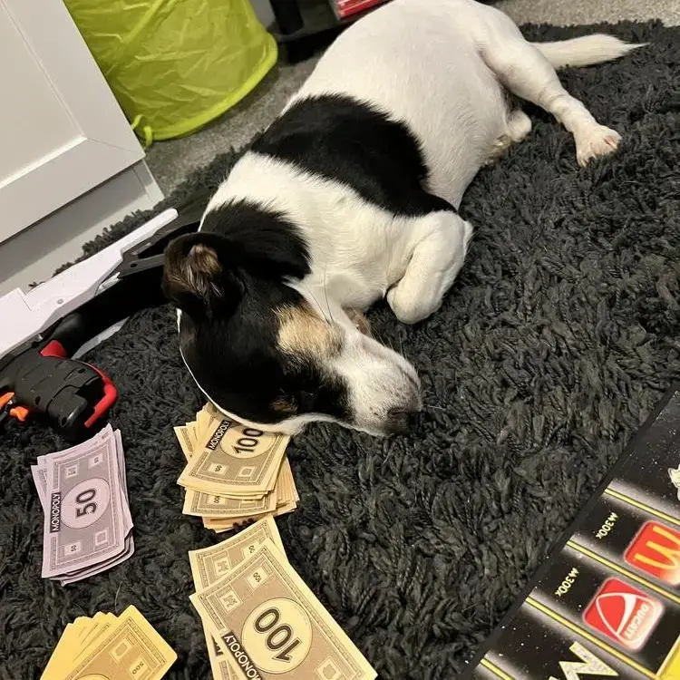 Jack Russell Terrier