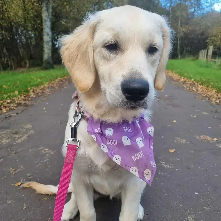 Golden Retriever