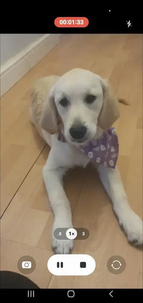 Golden Retriever