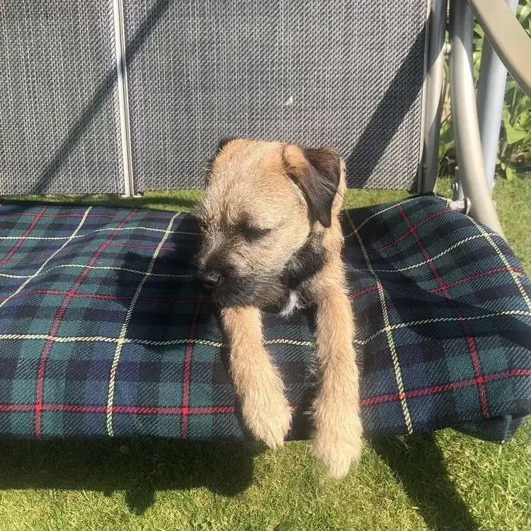 Border Terrier