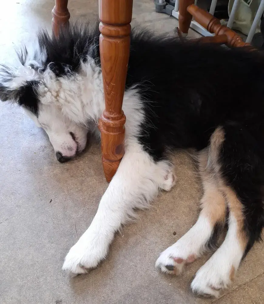 Border Collie