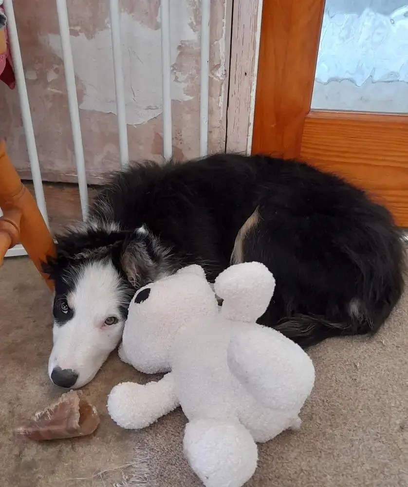 Border Collie