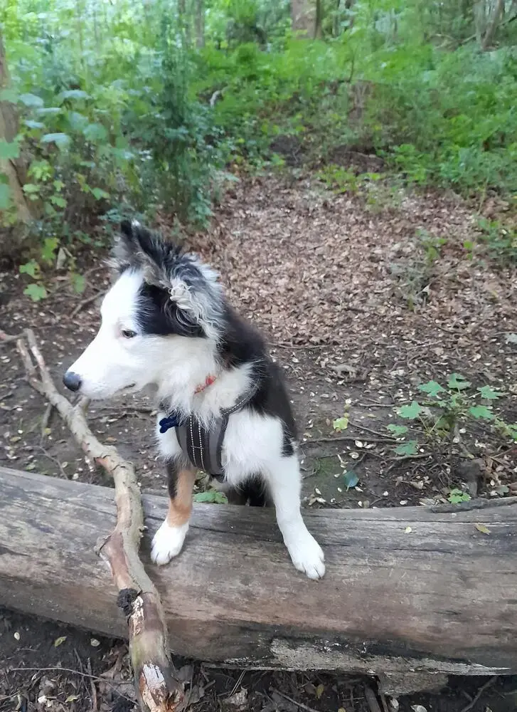 Border Collie