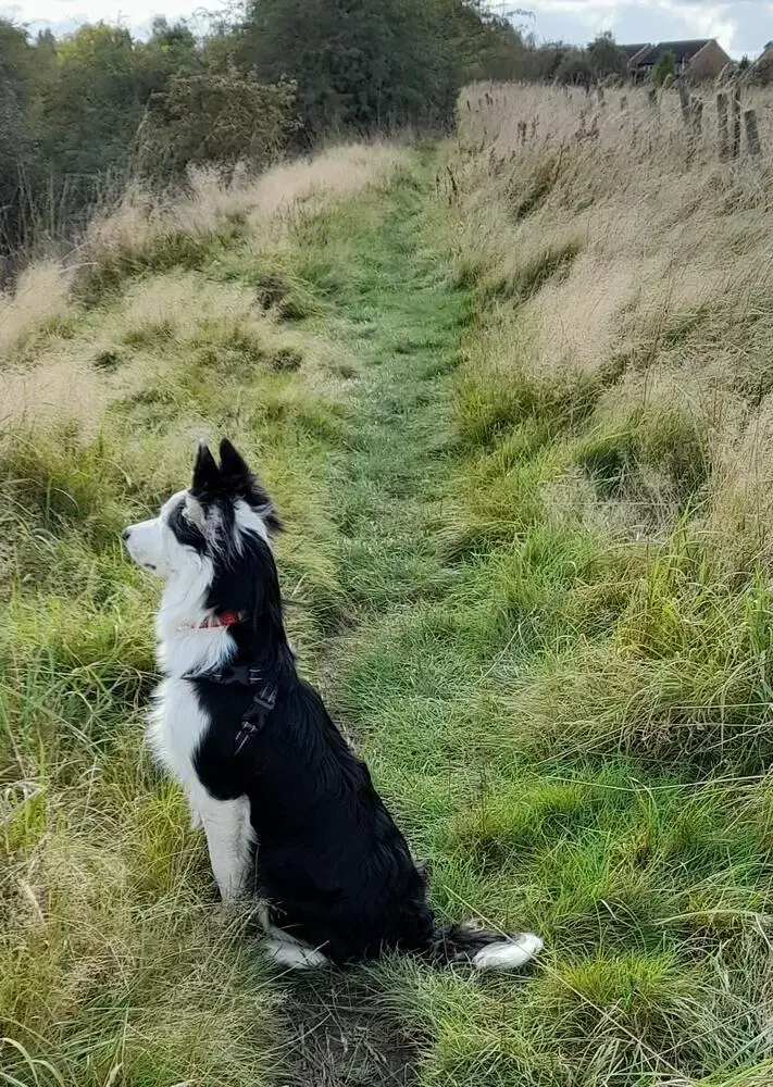 Border Collie