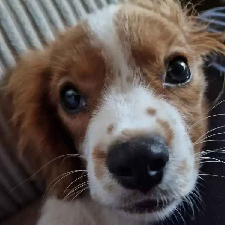 King Charles Spaniel