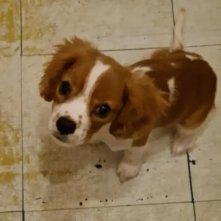 King Charles Spaniel