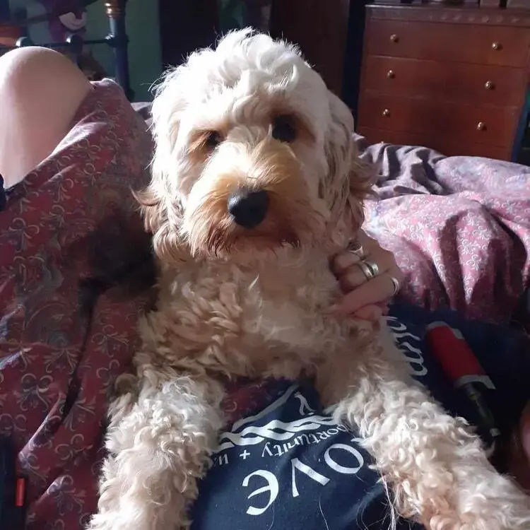 Cockapoo