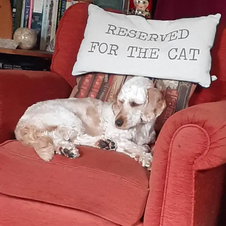 Cockapoo