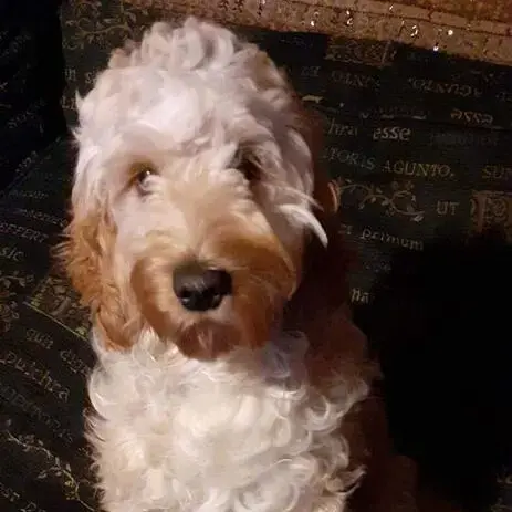 Cockapoo