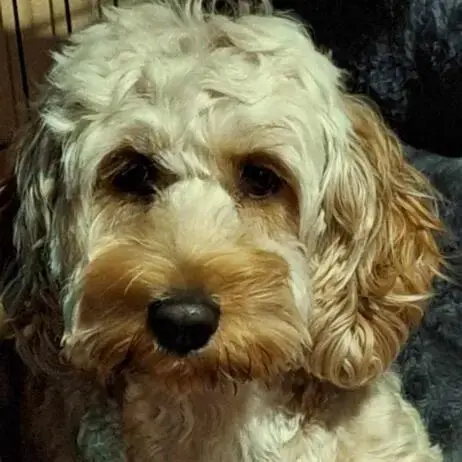Cockapoo